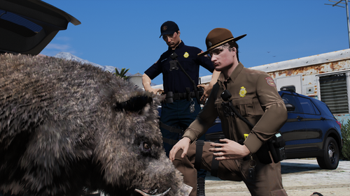 Could contain: animal, outdoor, mammal, sky, man, person, clothing, swine, car, pig, land vehicle, ground